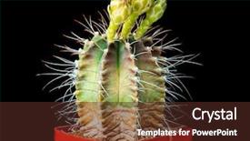  Presentation with flower beautiful lilac border - Cool new presentation theme with black background gymnocalycium flower bud backdrop and a tawny brown colored foreground