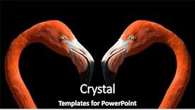  Presentation with wild birds black capped chickadee - Presentation theme featuring black background made with photoshop background and a black colored foreground