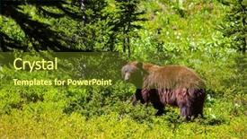  Presentation with black bear - Presentation theme enhanced with black bear in forest background and a tawny brown colored foreground