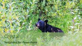  Presentation with black bear - 