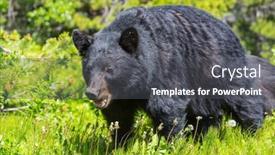  Presentation with black bear - Presentation theme having black-bear-in-the-forest background and a dark gray colored foreground