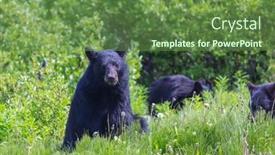  Presentation with black bear - Presentation with black-bear-in-the-forest background and a tawny brown colored foreground