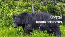  Presentation with black bear - Slides having black-bear-in-the-forest background and a dark gray colored foreground