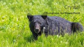  Presentation with black bear - PPT theme having black-bear-in-the-forest background and a yellow colored foreground