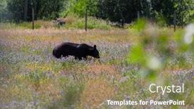  Presentation with black bear - Slides featuring black-bear-in-the-forest background and a coral colored foreground