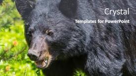  Presentation with black bear - PPT theme consisting of black-bear-in-the-forest background and a gray colored foreground