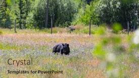  Presentation with black bear - PPT layouts with black-bear-in-the-forest background and a coral colored foreground