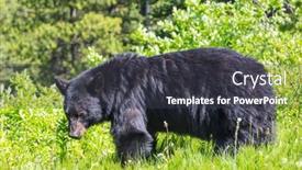  Presentation with black bear - Slide deck with black-bear-in-the-forest background and a dark gray colored foreground