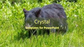  Presentation with black bear - Theme having black-bear-in-the-forest background and a tawny brown colored foreground