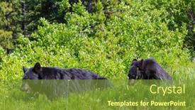  Presentation with black bear - Slides enhanced with black-bear-in-the-forest background and a tawny brown colored foreground