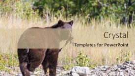  Presentation with black bear - PPT theme consisting of black-bear-in-the-forest background and a soft green colored foreground