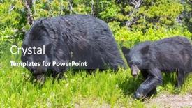  Presentation with black bear - Slide set having black-bear-in-the-forest background and a dark gray colored foreground