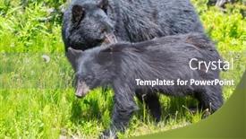  Presentation with black bear - Presentation design featuring black-bear-in-the-forest background and a gray colored foreground