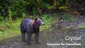  Presentation with black bear - 