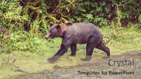  Presentation with black bear - 