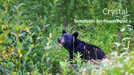  Presentation with black bear - Colorful slide deck enhanced with black-bear-in-the-forest backdrop and a tawny brown colored foreground