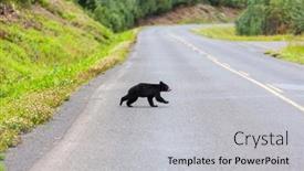  Presentation with black bear - Colorful theme enhanced with black-bear-in-the-forest backdrop and a light gray colored foreground