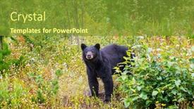  Presentation with black bear - 
