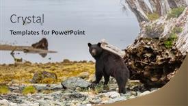  Presentation with black bear - 