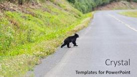  Presentation with black bear - Audience pleasing slide deck consisting of black-bear-in-the-forest backdrop and a light gray colored foreground