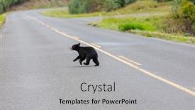  Presentation with black bear - Amazing PPT theme having black-bear-in-the-forest backdrop and a light gray colored foreground