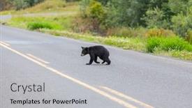  Presentation with black bear - PPT layouts with black-bear-in-the-forest background and a light gray colored foreground