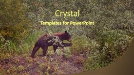  Presentation with black bear - 