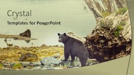  Presentation with black bear - 