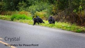  Presentation with black bear - 