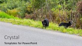  Presentation with black bear - 