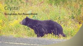  Presentation with black bear - 