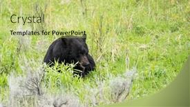  Presentation with black bear - Slide deck with black-bear-ursus-americanus-seen background and a yellow colored foreground