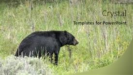  Presentation with black bear - Amazing presentation theme having black bear ursus americanus seen in yellowstone national park wyoming usa backdrop and a mint green colored foreground