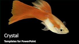  Presentation with fish aquarium - Audience pleasing slides consisting of black beautiful tropical aquarium fish backdrop and a black colored foreground