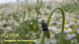  Presentation with flowers - PPT theme enhanced with black-beetle-bug-sitting background and a tawny brown colored foreground