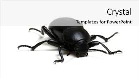  Presentation with black - Colorful PPT theme enhanced with black beetle isolated on white backdrop and a white colored foreground