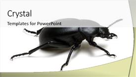  Presentation with award in black and white - Cool new PPT theme with black beetle isolated on white backdrop and a white colored foreground