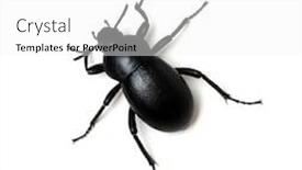  Presentation with piano black white - Colorful presentation theme enhanced with black-beetle-isolated-on-white backdrop and a white colored foreground