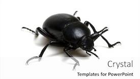  Presentation with black - Presentation theme consisting of black-beetle-isolated-on-white background and a white colored foreground