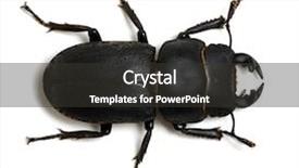  Presentation with white dna black - Slides with black beetle isolated on white background and a dark gray colored foreground