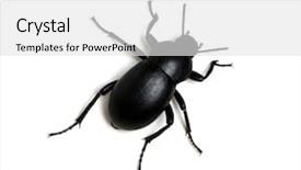  Presentation with black and white religious - PPT layouts enhanced with black beetle isolated on white background and a white colored foreground