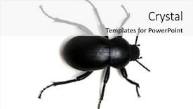  Presentation with automotive black and white - Slide set enhanced with black beetle isolated on white background and a white colored foreground