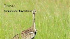  Presentation with black family - Amazing slide set having black-bellied-bustard-lissotis-melanogaster backdrop and a yellow colored foreground
