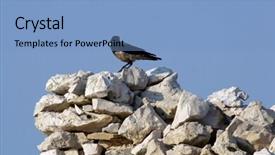  Presentation with area - Amazing presentation having black-bird-watching-area-around backdrop and a light blue colored foreground