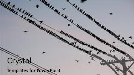  Presentation with wires - Slides enhanced with black sweater on a white background background and a gray colored foreground