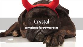  Presentation with paw - Beautiful presentation design featuring black boxer dressed as devil backdrop and a wine colored foreground