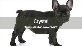  Presentation with black - PPT theme with black brindle french bulldog standing background and a dark gray colored foreground
