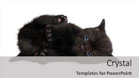  Presentation with british - Amazing theme having black british shorthair kitten cat backdrop and a light gray colored foreground