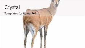  Presentation with buck - Cool new slides with black buck - adult steenbok isolated on white backdrop and a white colored foreground