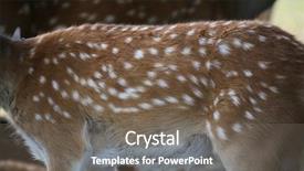  Presentation with deer - Audience pleasing PPT layouts consisting of black buck - deer fur may used backdrop and a gray colored foreground